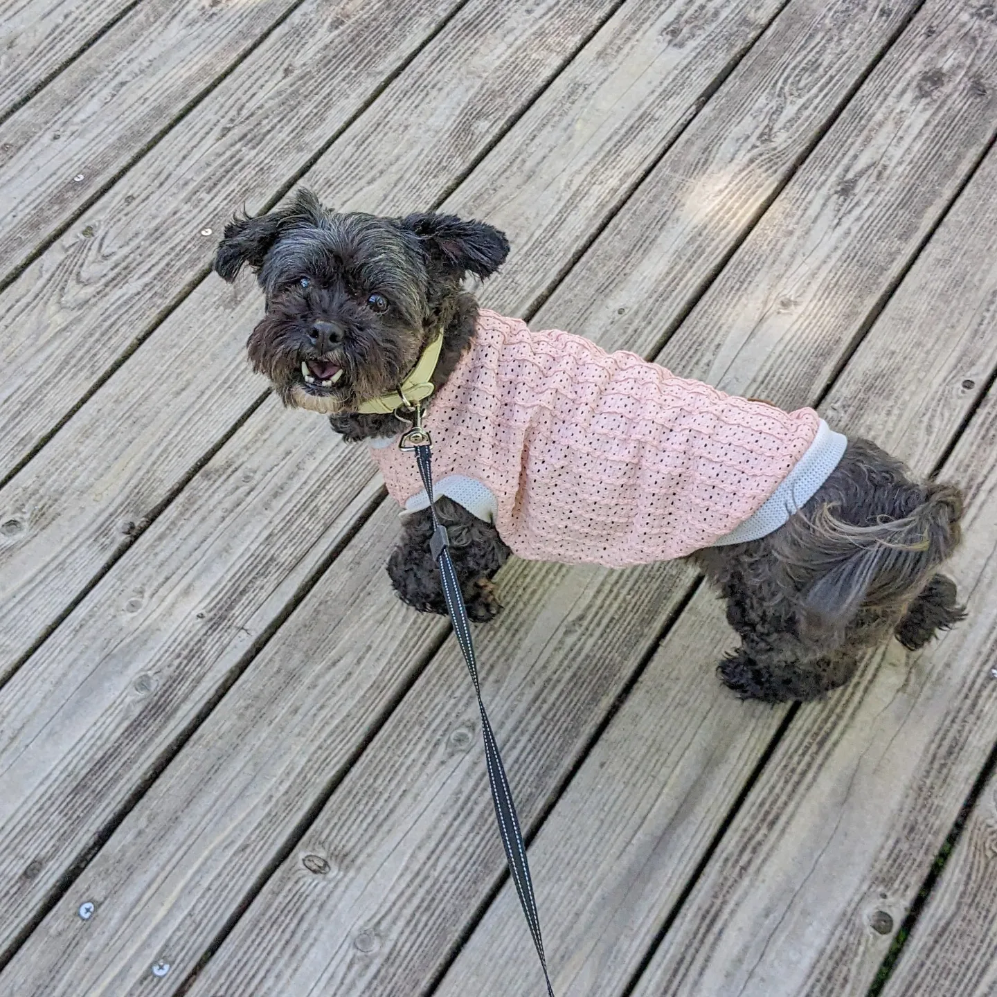 nanottoの服を着た犬